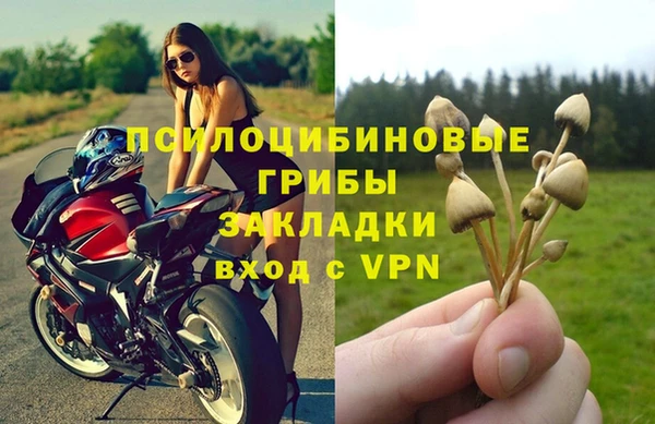 прущие грибы Аркадак