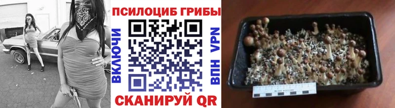 что такое   Тарко-Сале  Псилоцибиновые грибы мицелий 